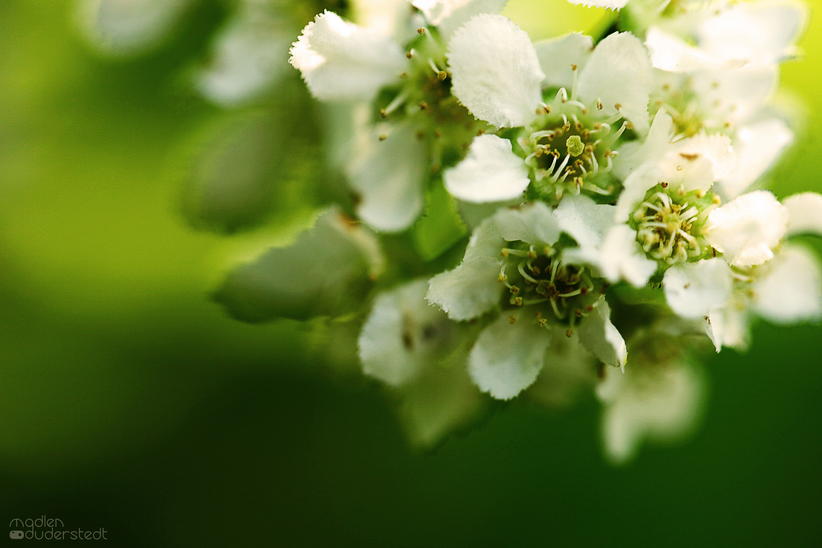 Frühling