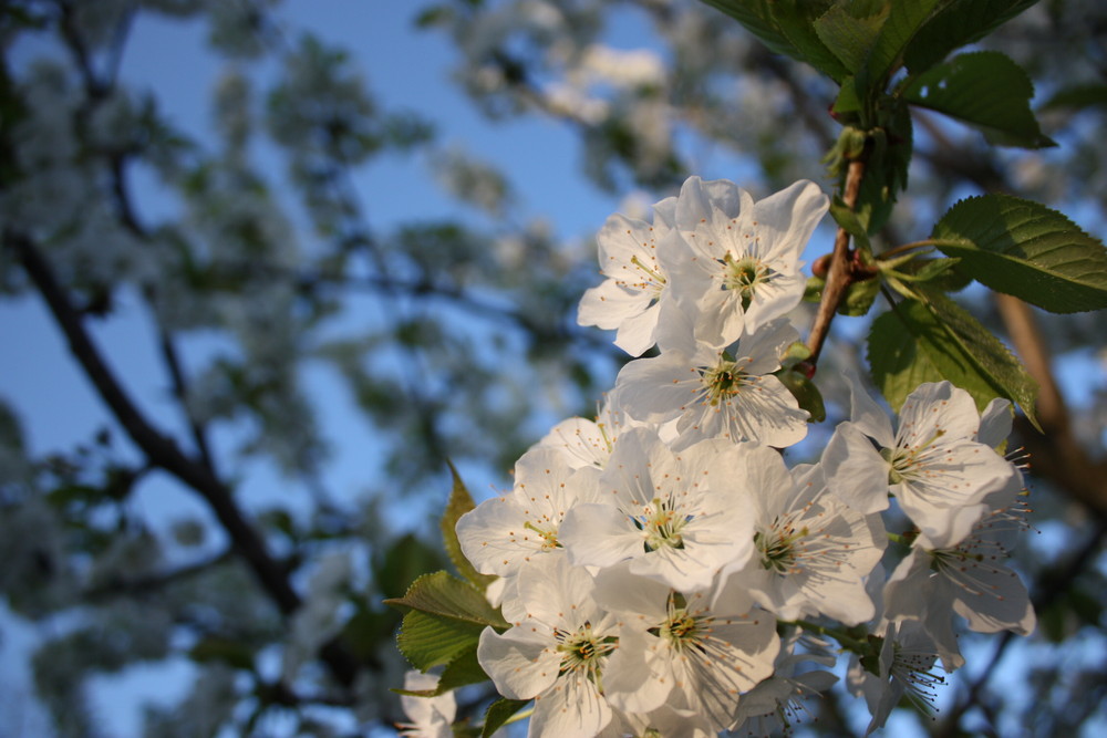 Frühling