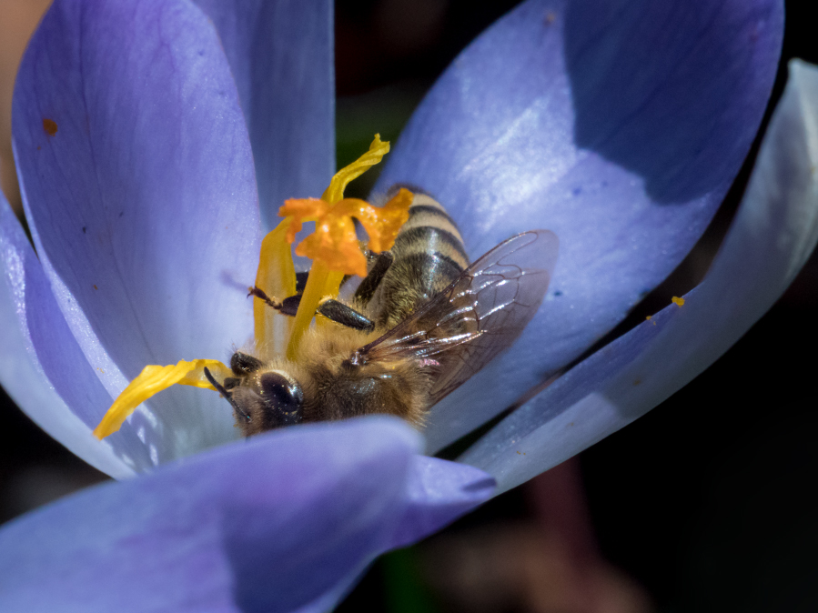 Frühling Biene 3