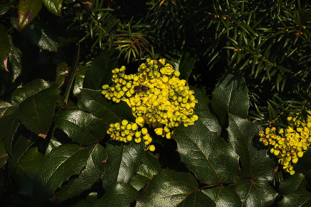 Frühling Biene auf Blüte fc