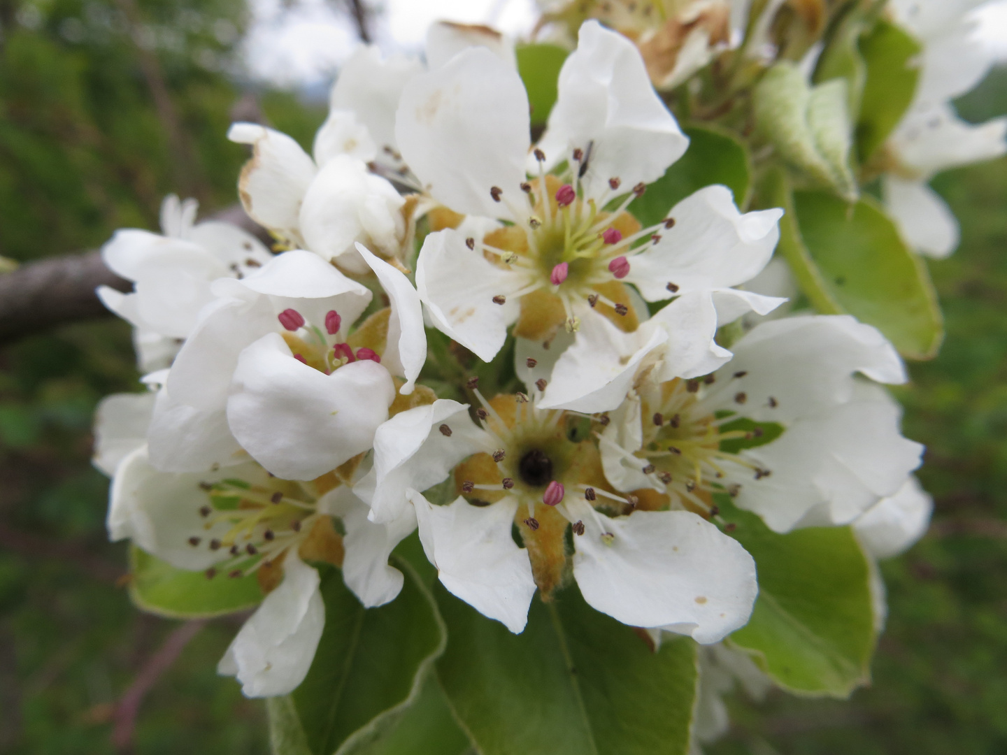 Frühling: Birnenblüte