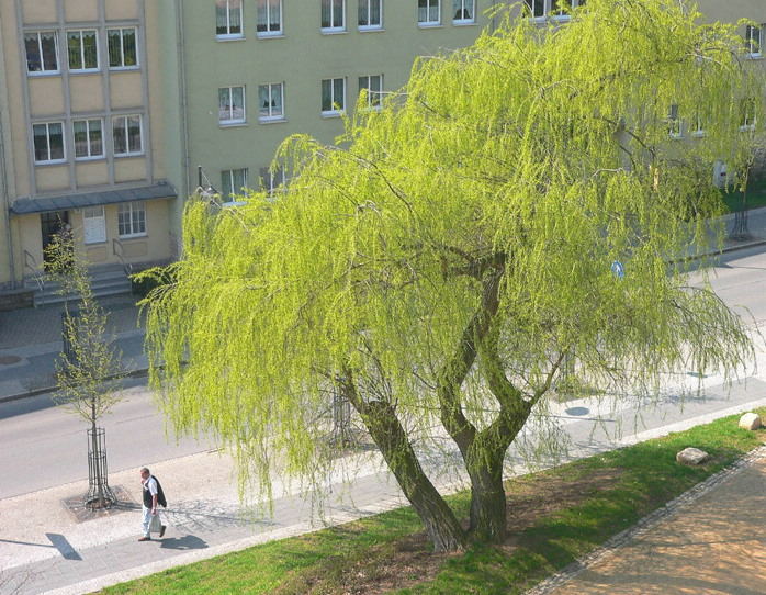 Frühling , bist du schon da ,oder kommst du später ?