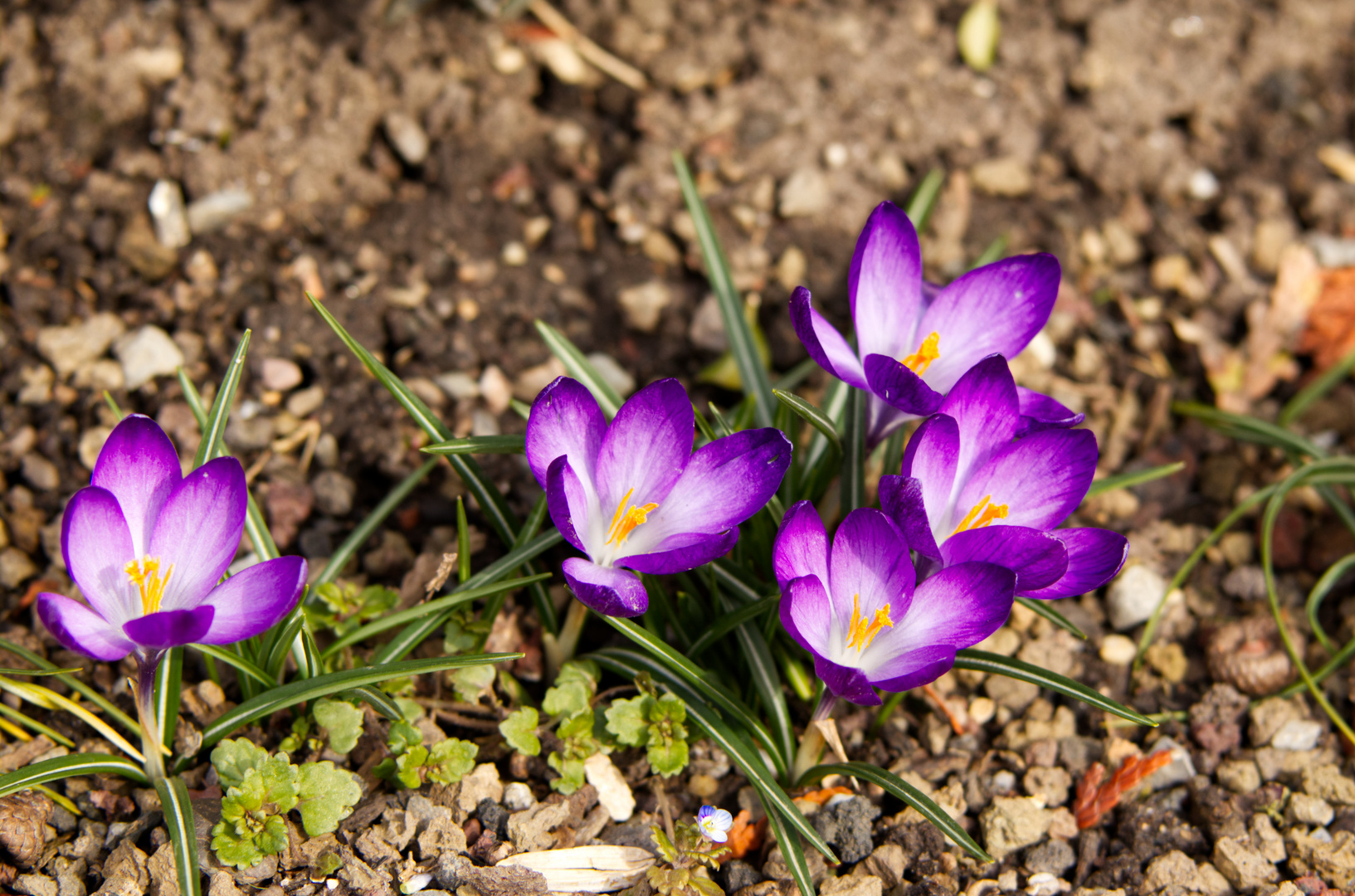 Frühling, bist du's?