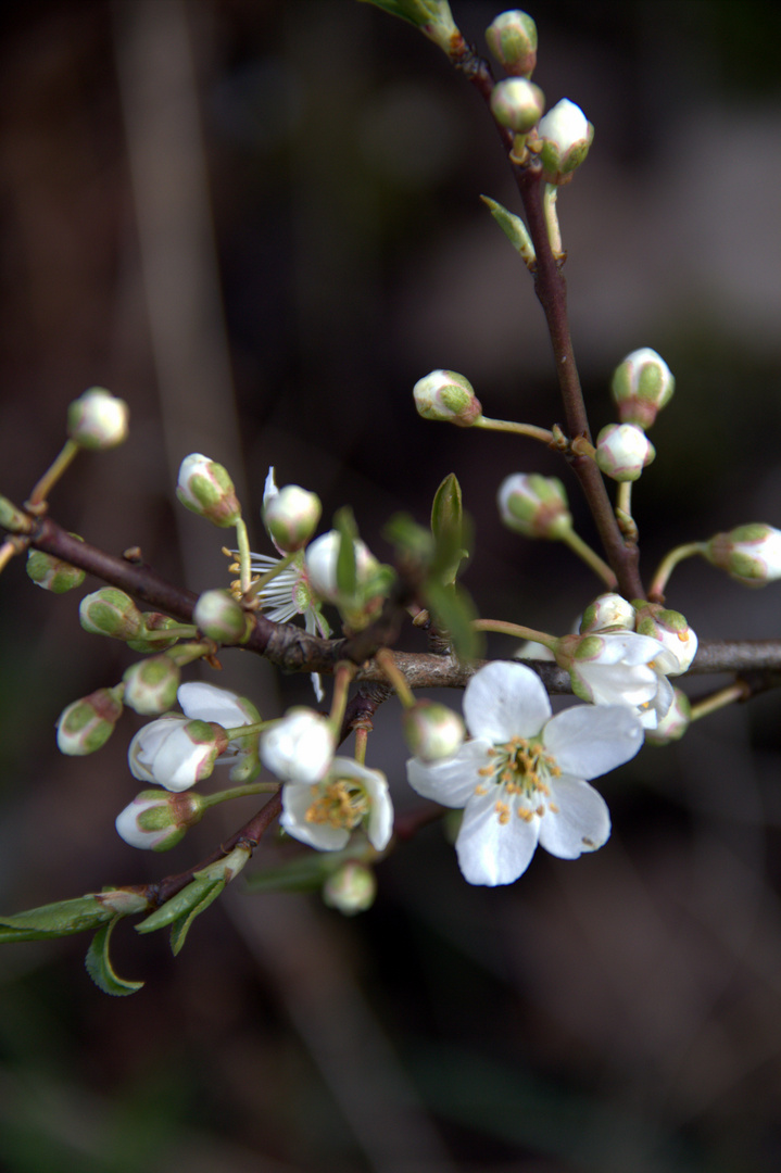 Frühling, bist du's wirklich??