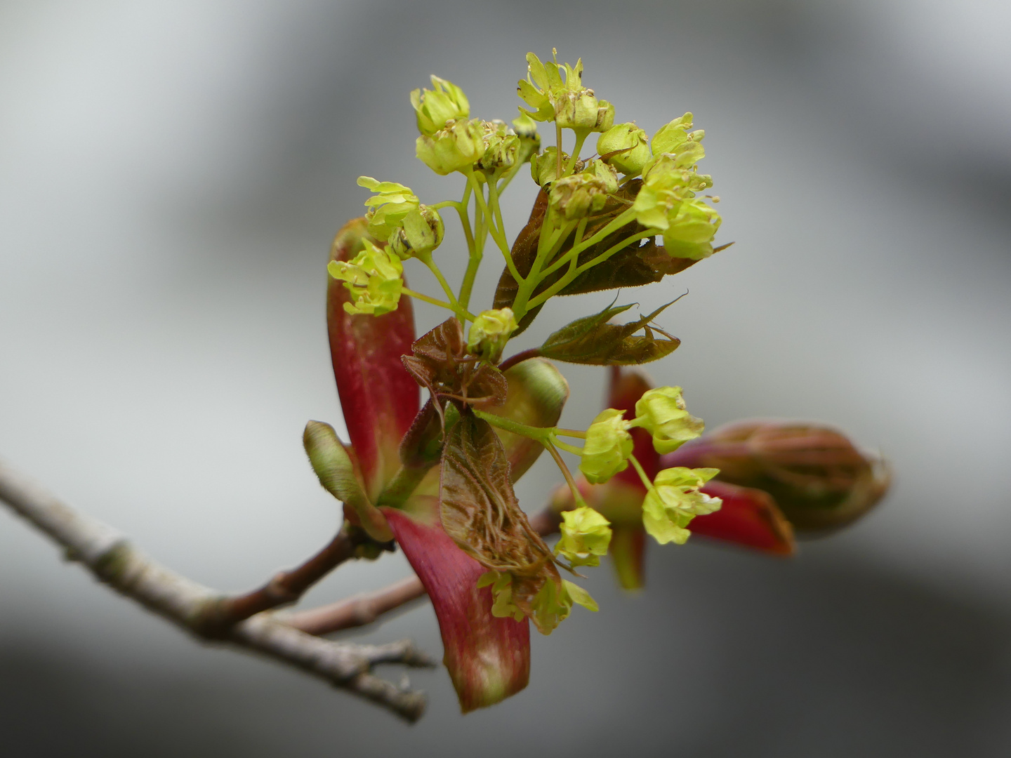 Frühling! Bitte!