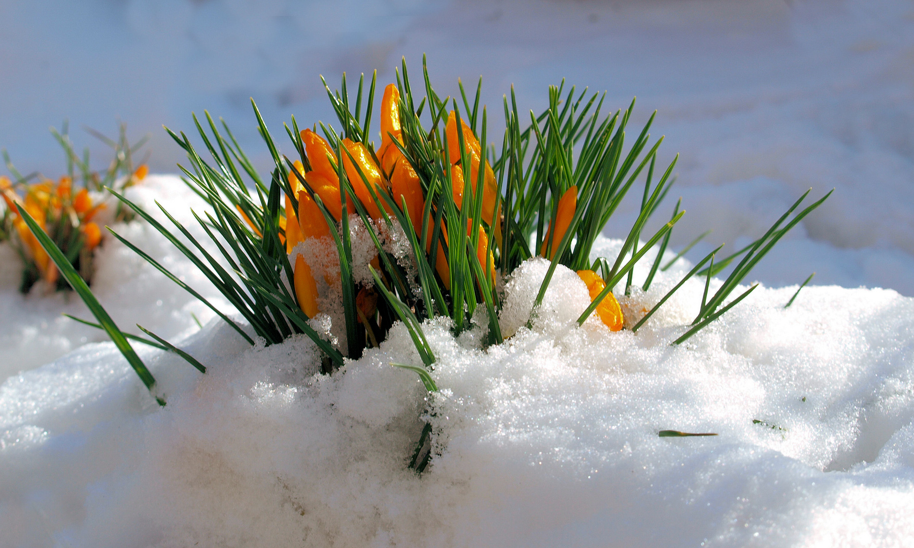 Frühling ..bitte jetzt...