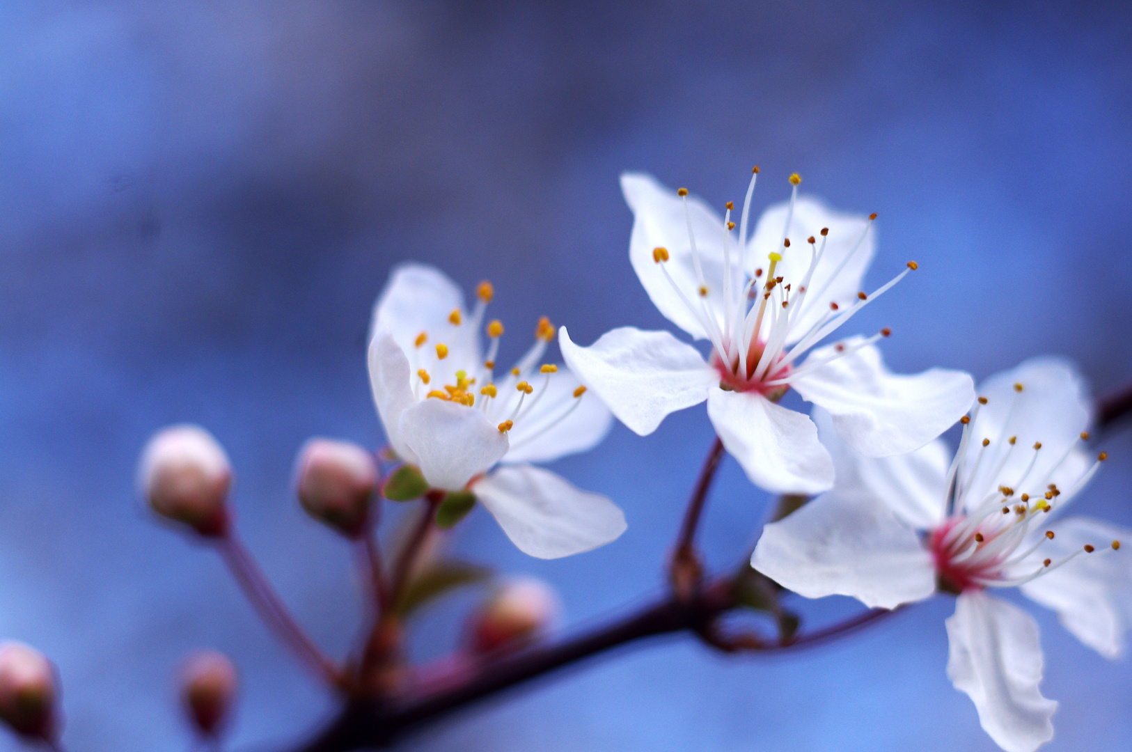 Frühling, Blau