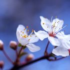 Frühling, Blau