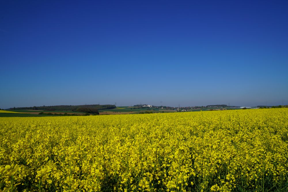 Frühling-Blau-Gelb