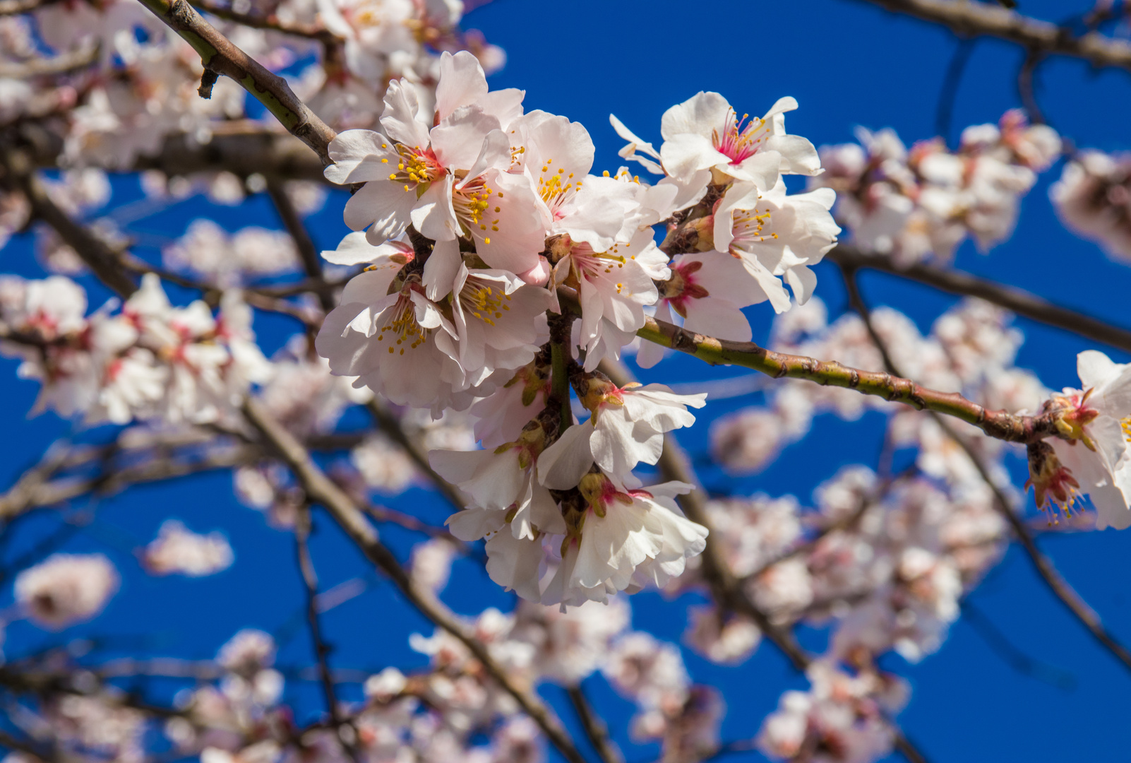 Frühling blau weiss