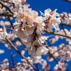 Frühling blau weiss