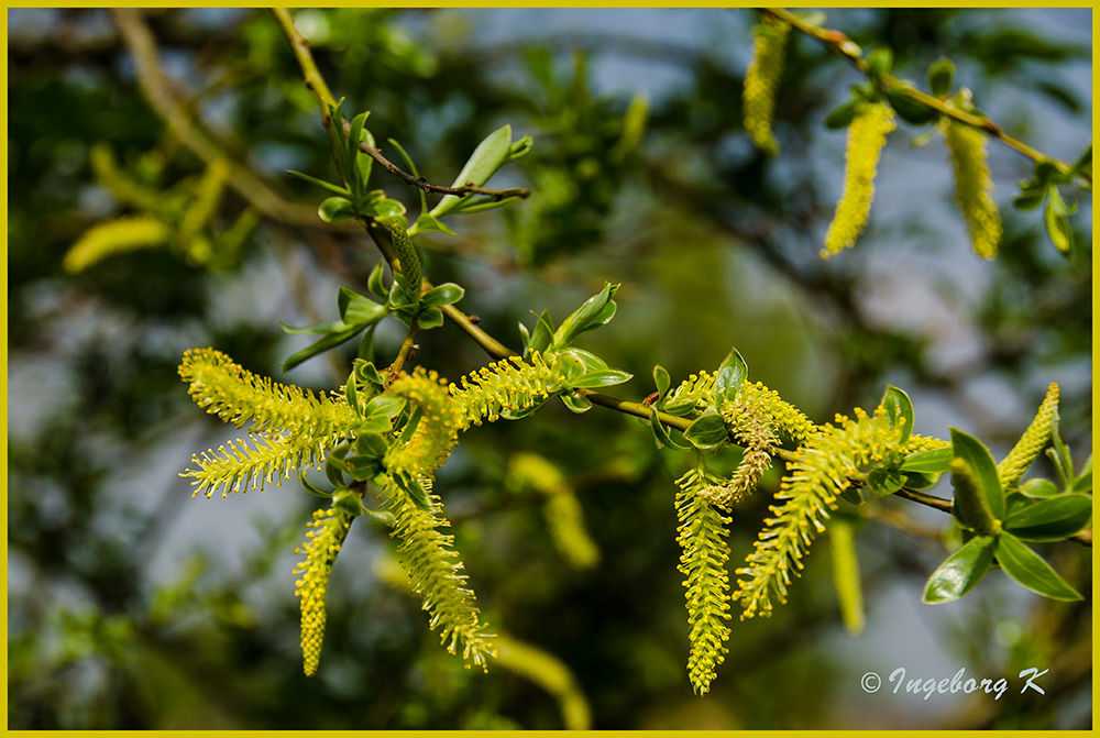 Frühling - blühende Weidenkätzchen