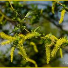 Frühling - blühende Weidenkätzchen