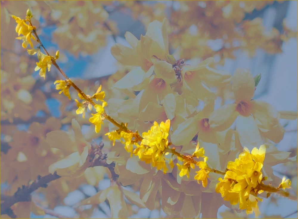 Frühling blüht 