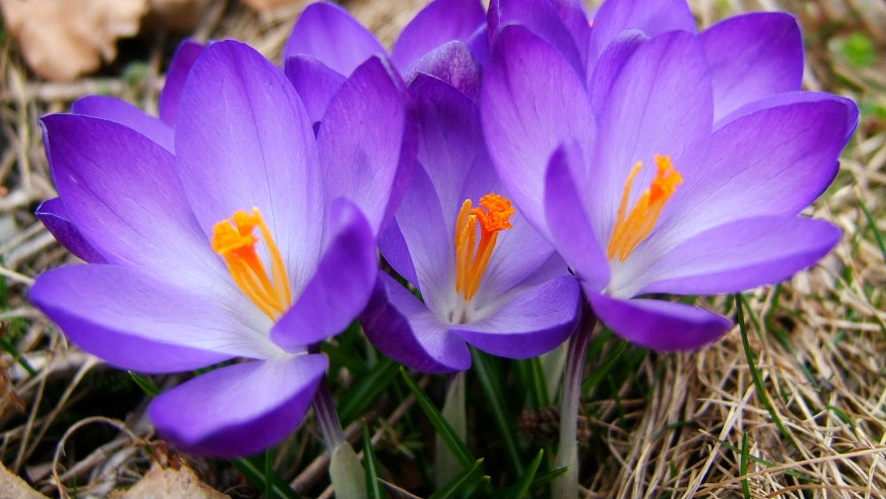 Frühling blüht