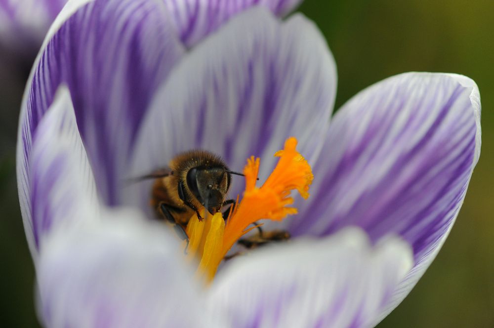 Frühling- Blümchen und Bienchen II von Motivfinderin