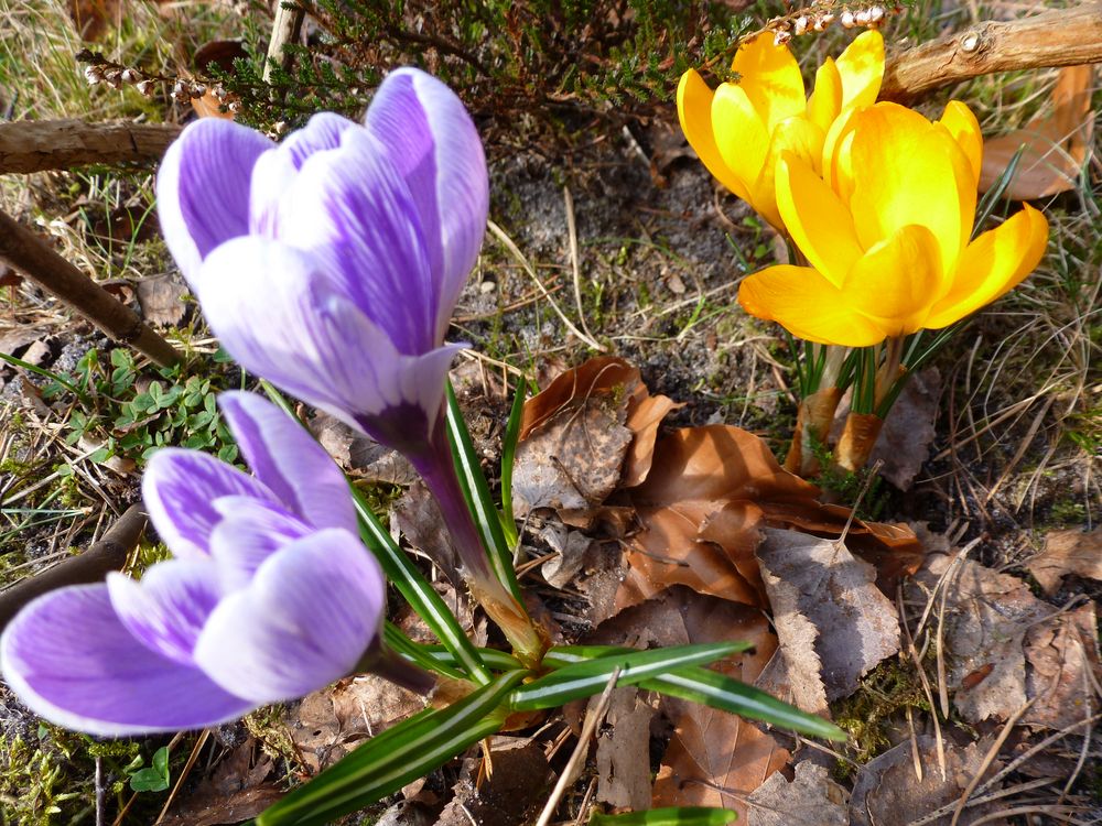 Frühling -Blüten-