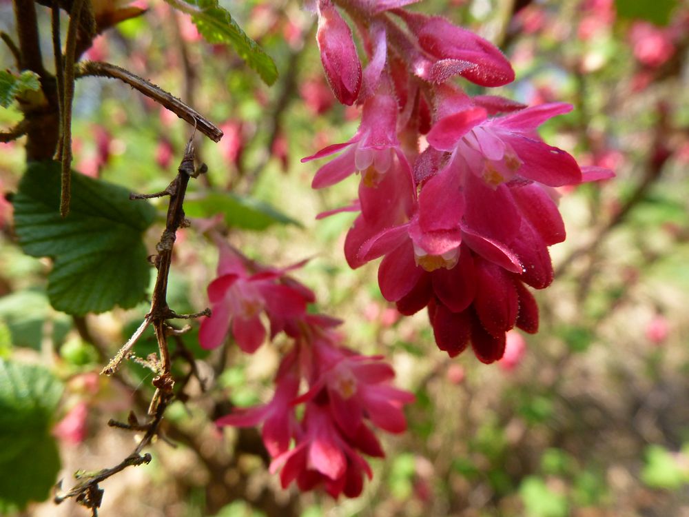 Frühling -Blüten-