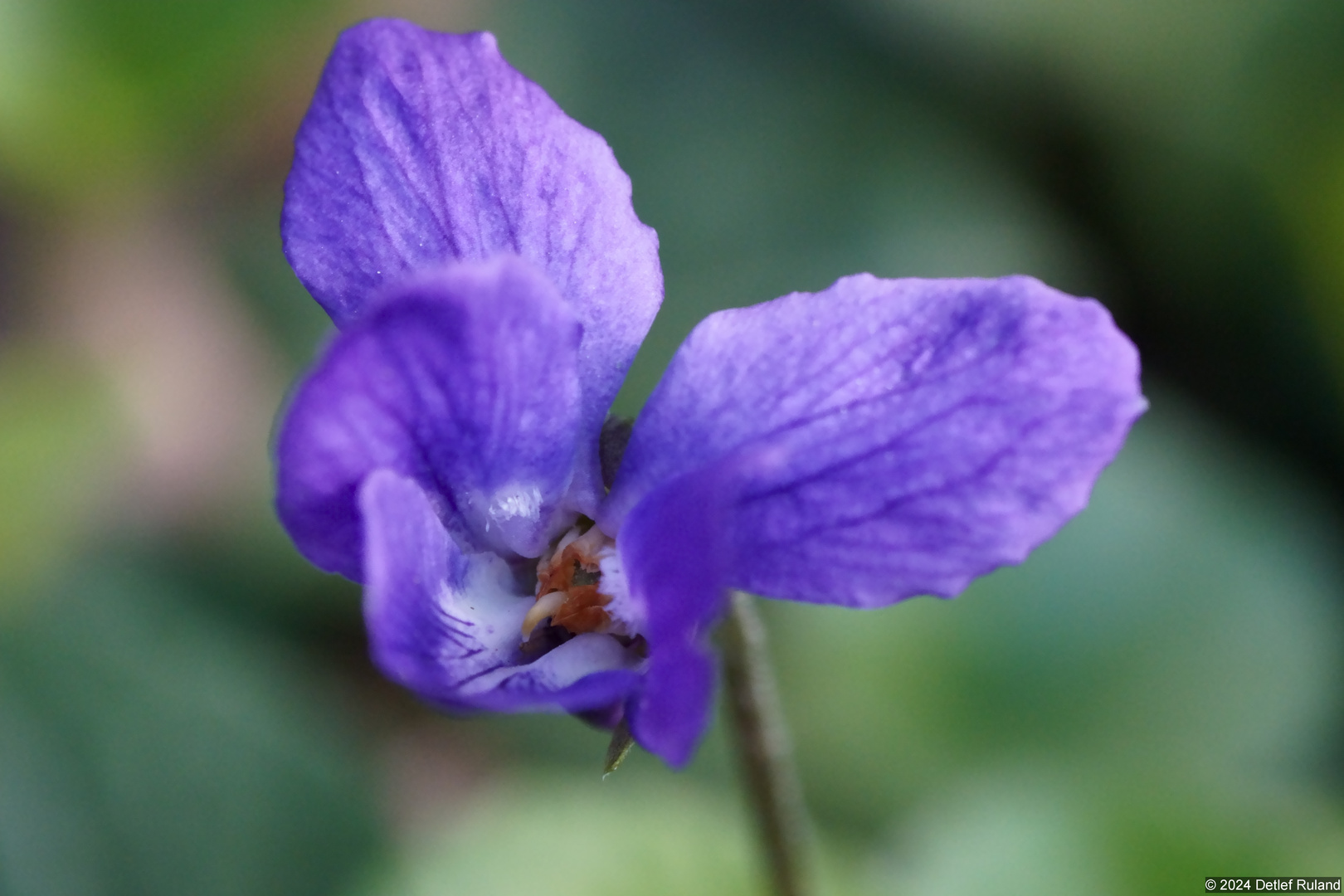 Frühling - Blüten - Makro #1