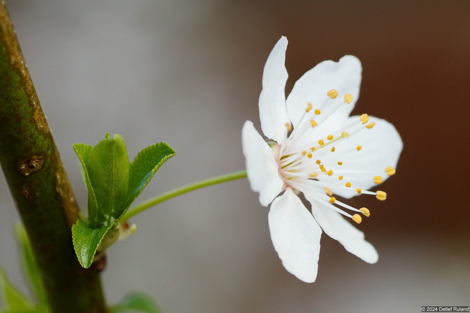 Frühling - Blüten - Makro #2