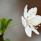 Frühling - Blüten - Makro #2