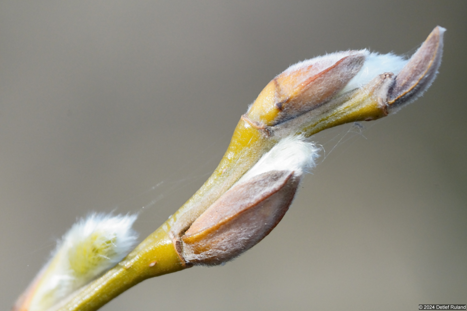 Frühling - Blüten - Makro #4