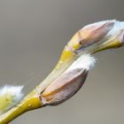 Frühling - Blüten - Makro #4