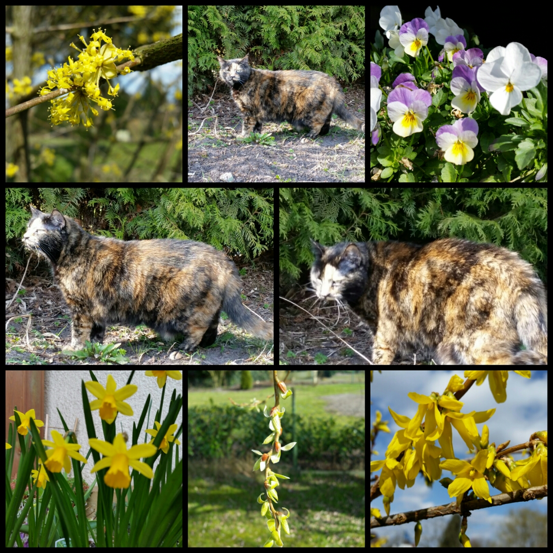 Frühling, Blüten und Katze