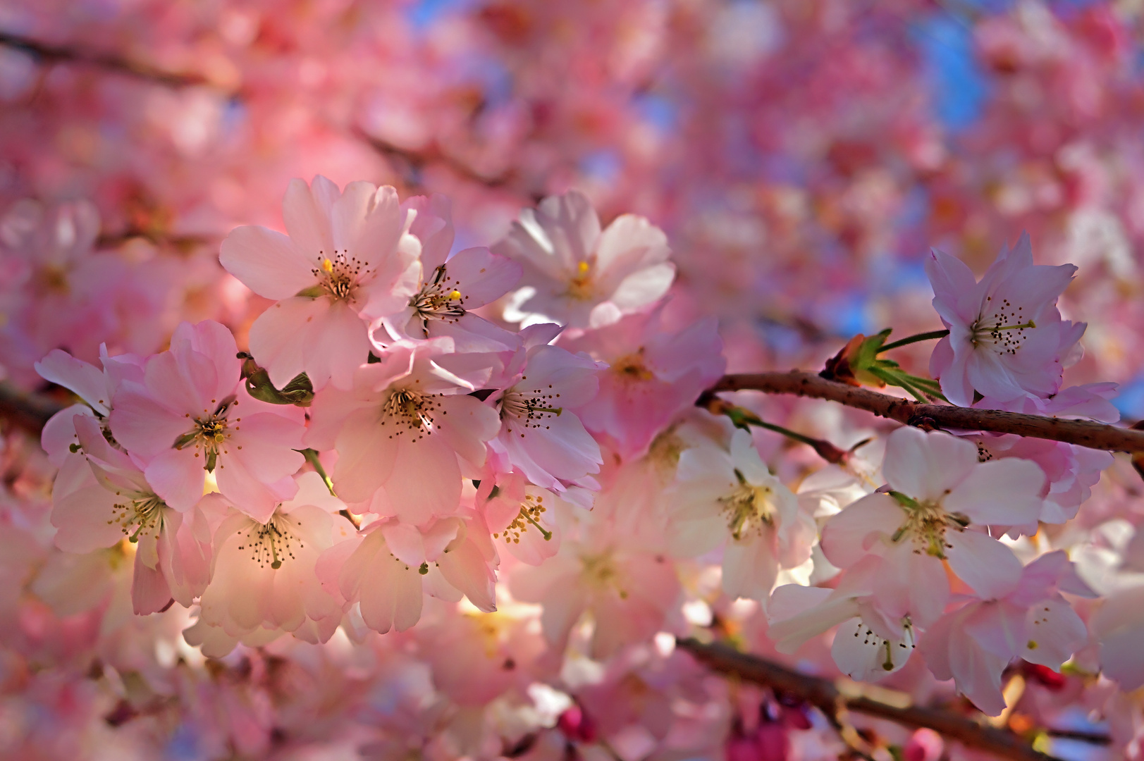 Frühling Blütenstand 4.1