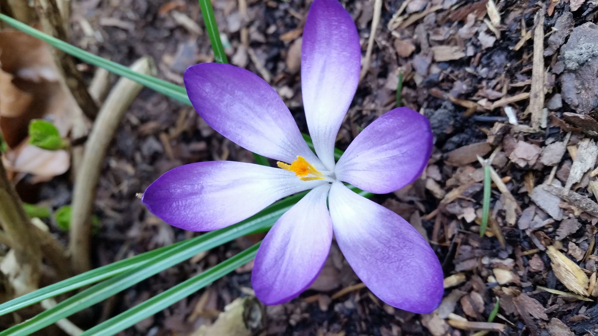 Frühling Blume