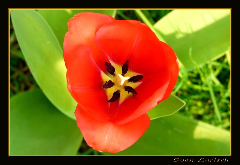 Frühling Blume