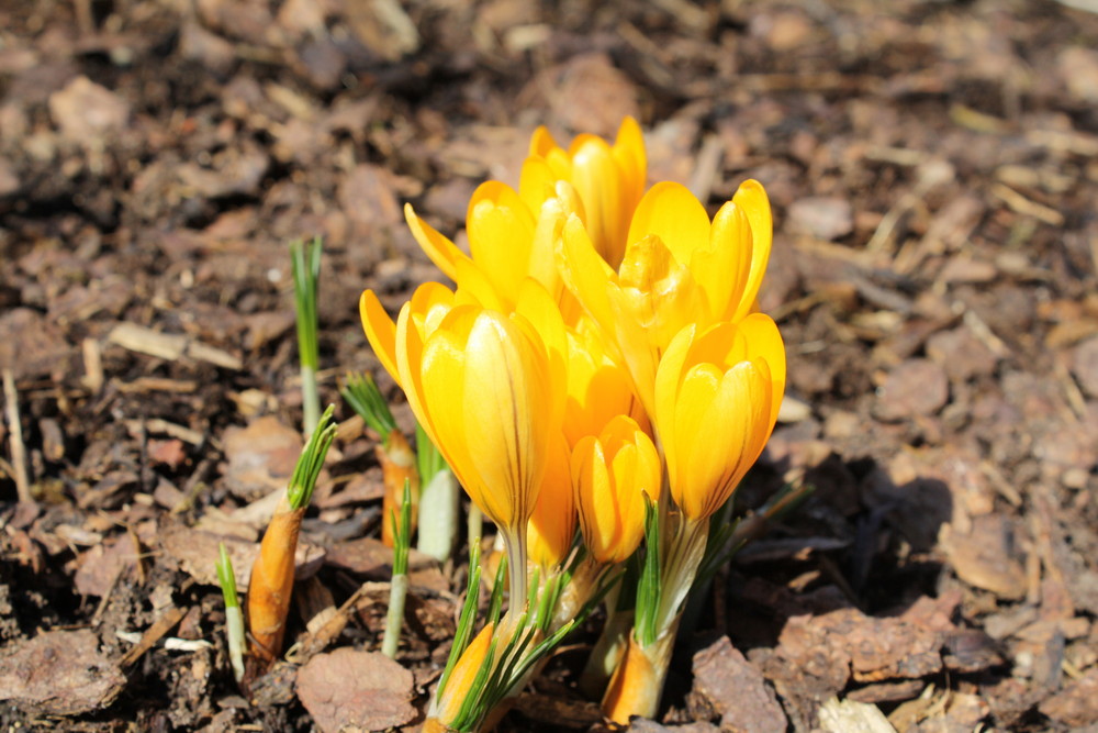 Frühling, Blumen erwachen