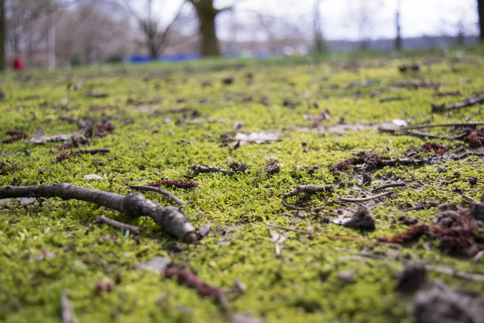 Frühling / Boden