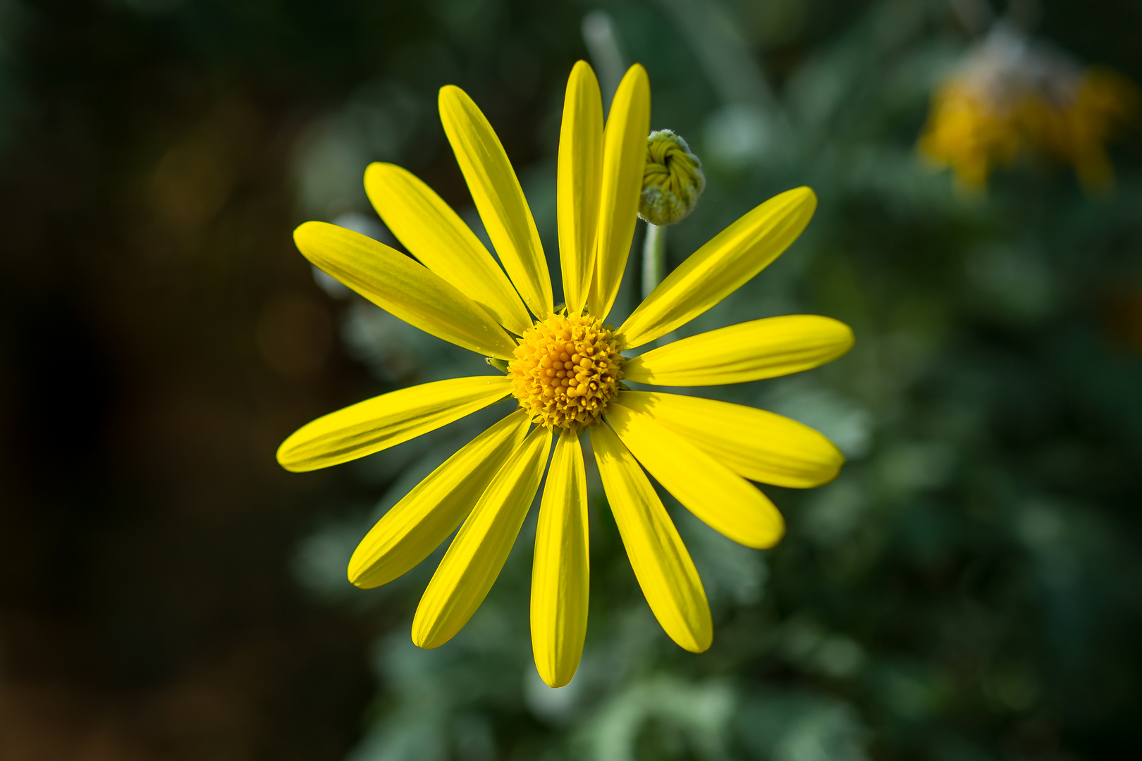 Frühling Botanischer Garten