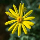 Frühling Botanischer Garten