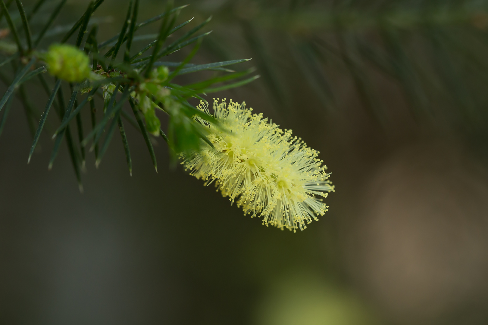 Frühling Botanischer Garten 3