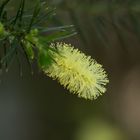 Frühling Botanischer Garten 3