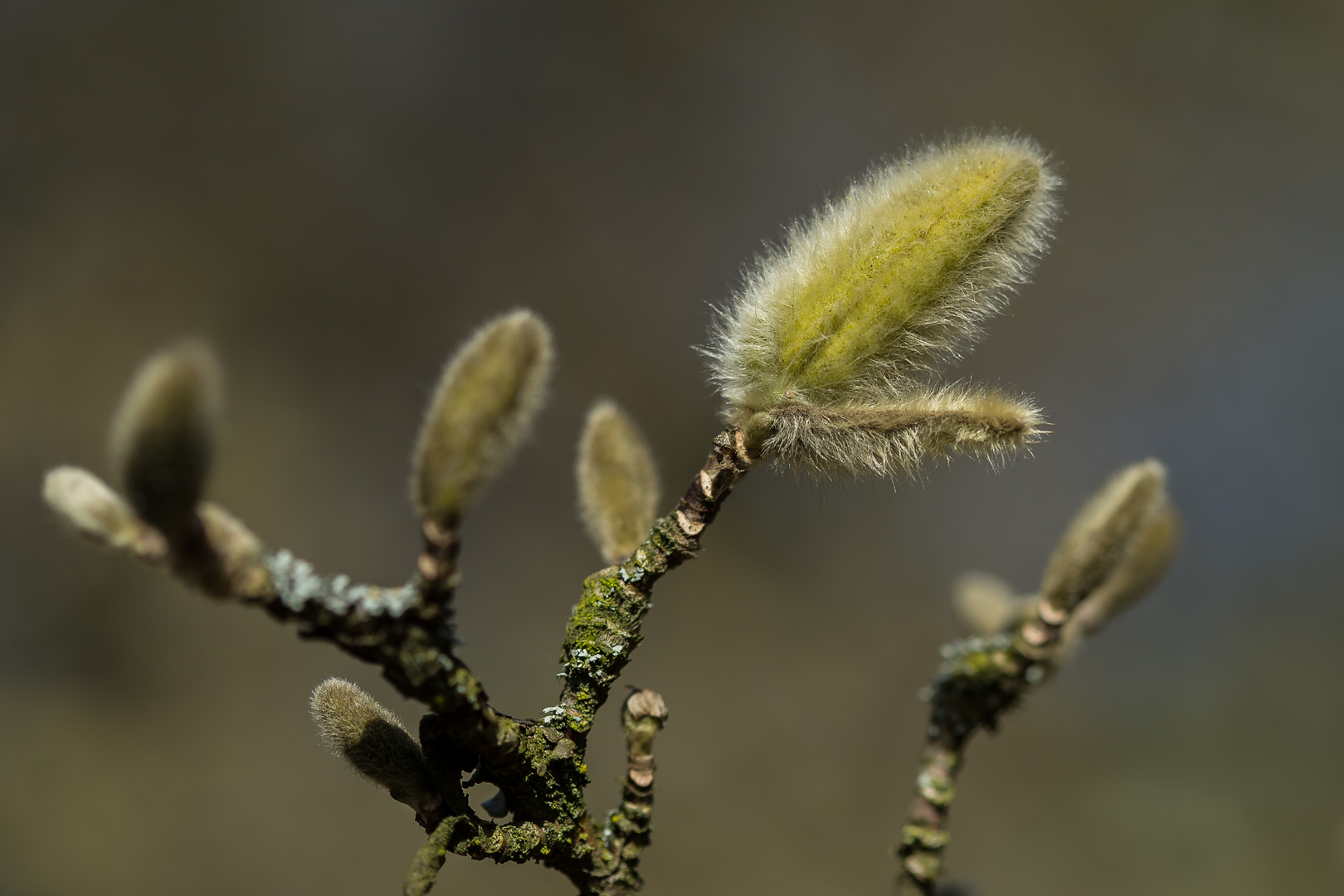 Frühling Botanischer Garten 4