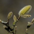 Frühling Botanischer Garten 4