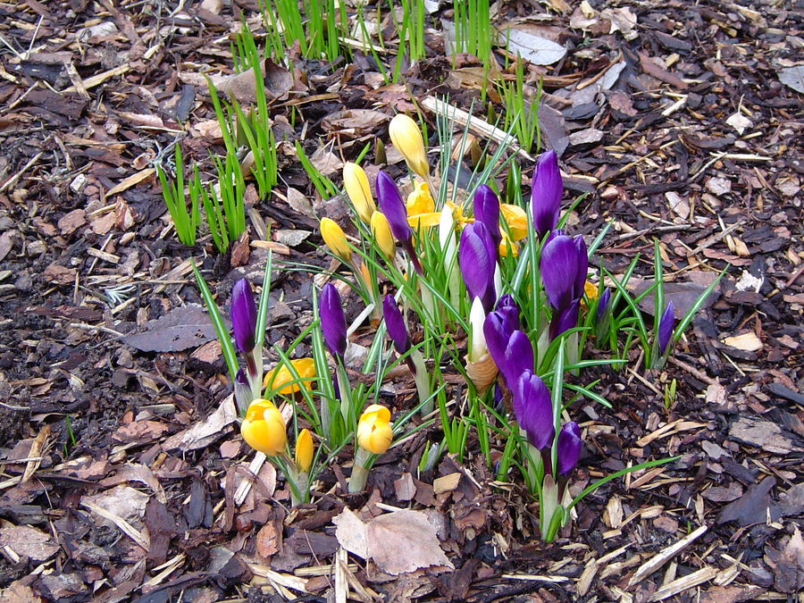 Frühling bricht durch