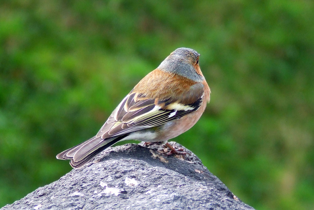 Frühling-Buchfink sucht Frau