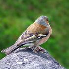 Frühling-Buchfink sucht Frau