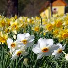 Frühling bzw. Ostern im Gleistal