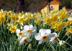 Frühling bzw. Ostern im Gleistal