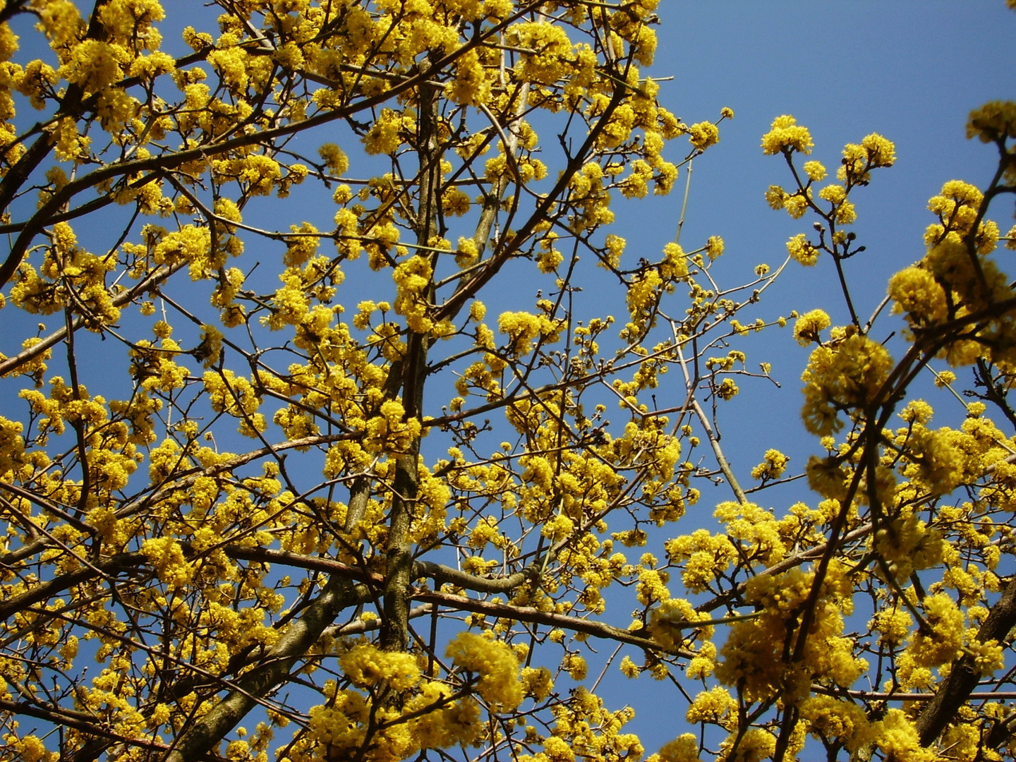 Frühling