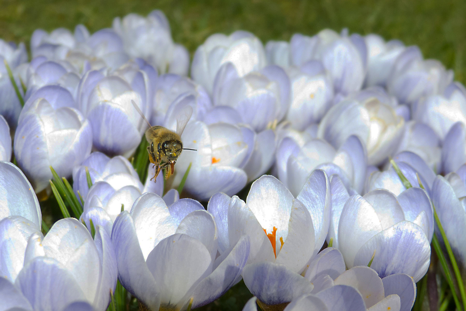 Frühling