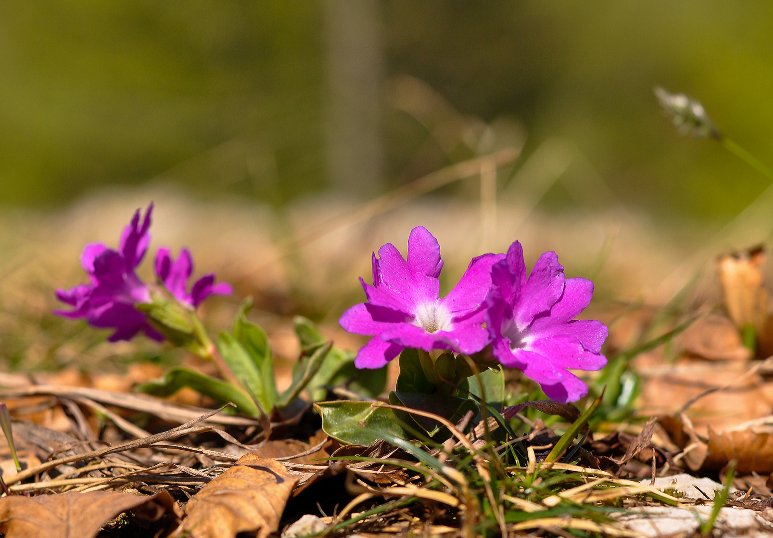 Frühling