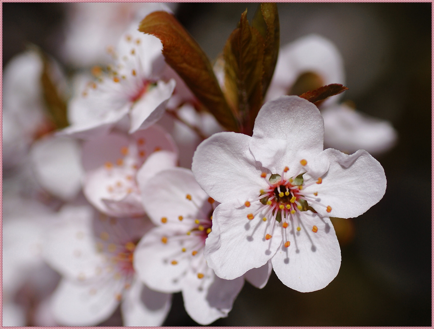 Frühling...