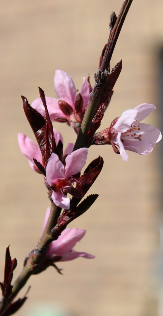 Frühling