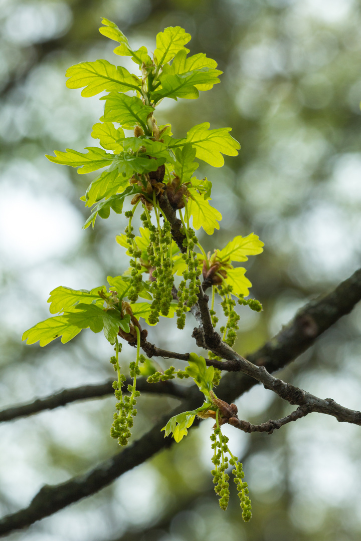 Frühling